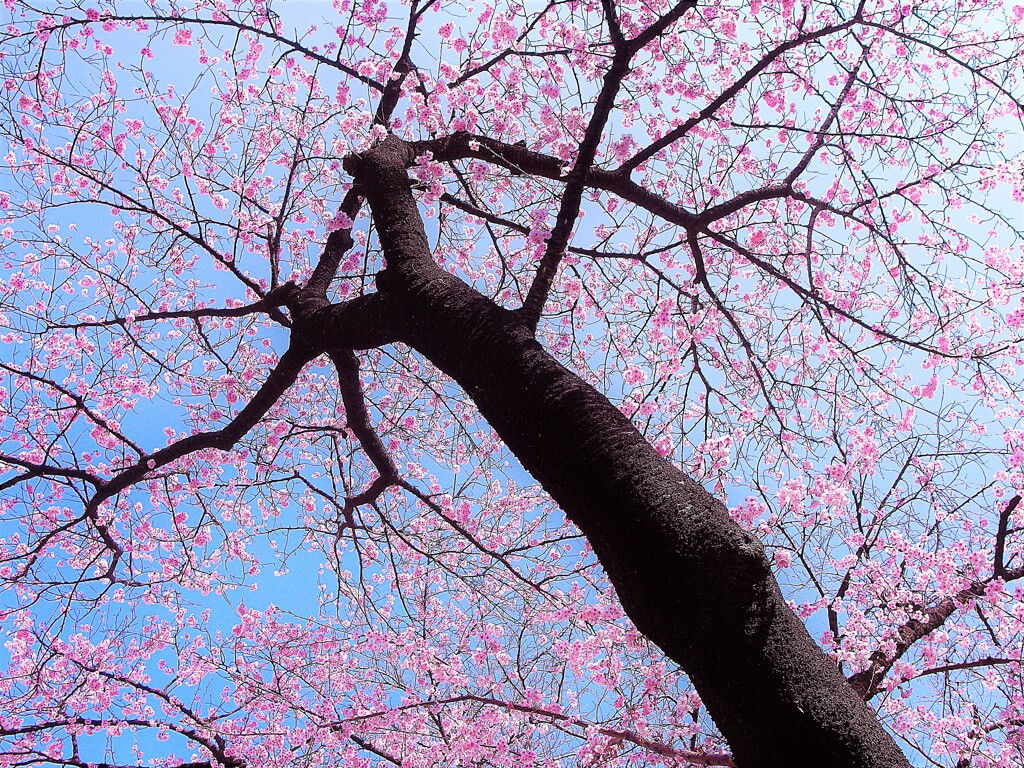 修善寺寒桜