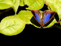 紫小灰蝶