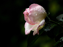 雫を纏ったバラ