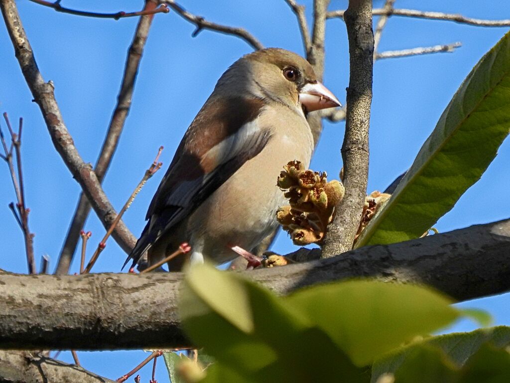 和田堀公園の野鳥