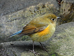 小鳥の森にルリビタキさんがやって来た