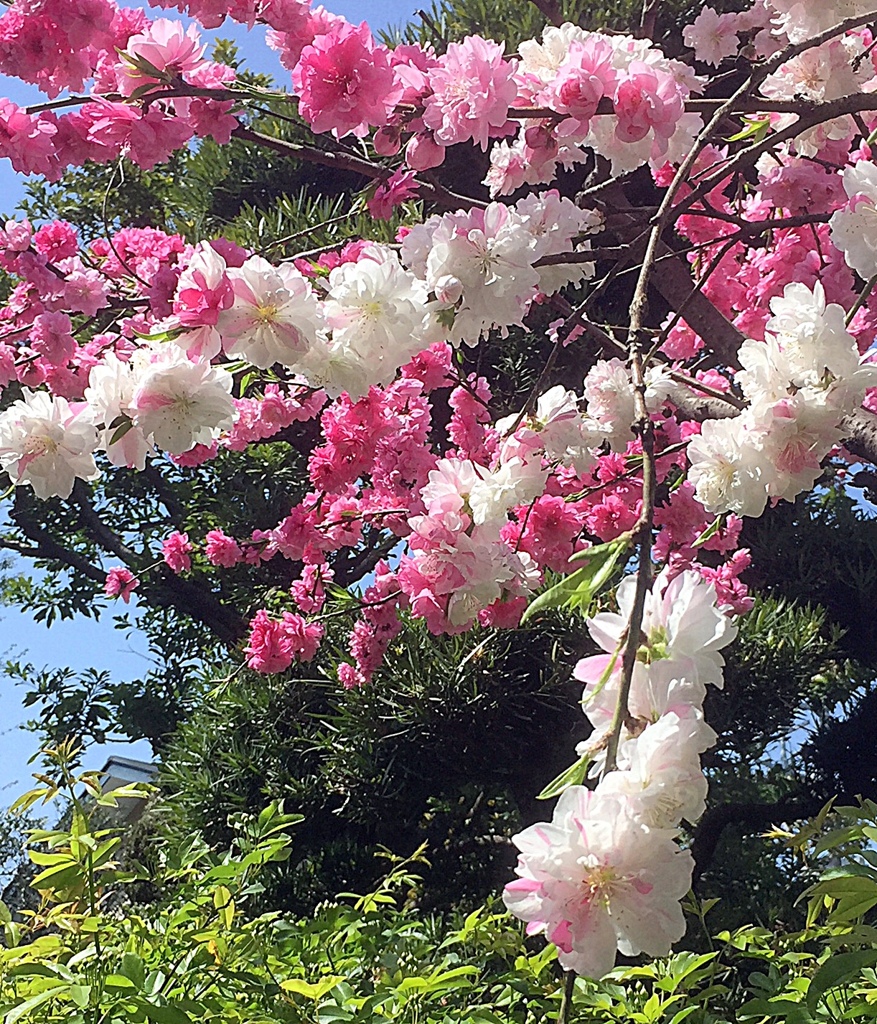 源平咲きの花桃