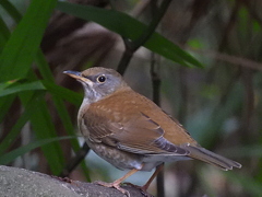白腹(シロハラ)