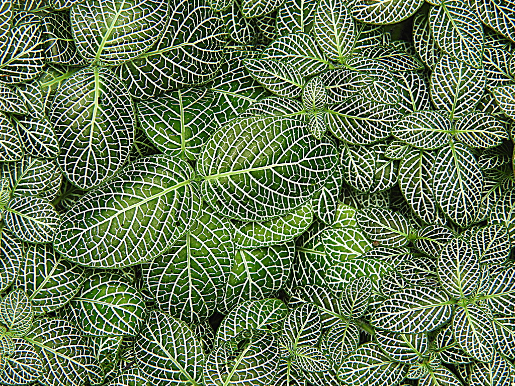 白網目草