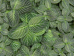 白網目草