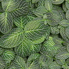 白網目草
