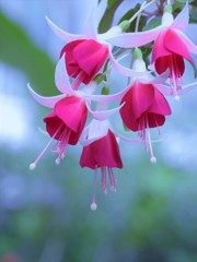 Lady's-eardrop