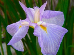 花菖蒲　波乗舟