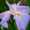 花菖蒲　波乗舟