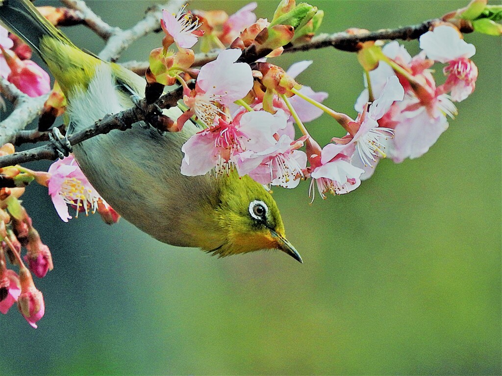 サクジロー 