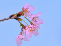 小彼岸桜