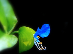 露草