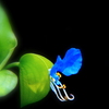 露草