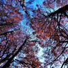 メタセコイアの紅葉