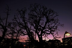 日比谷公園の夕景