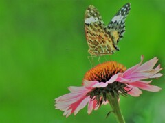 花と蝶.