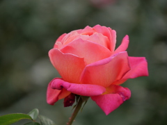 シカゴ･ピース