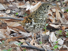 井の頭公園のトラツグミ