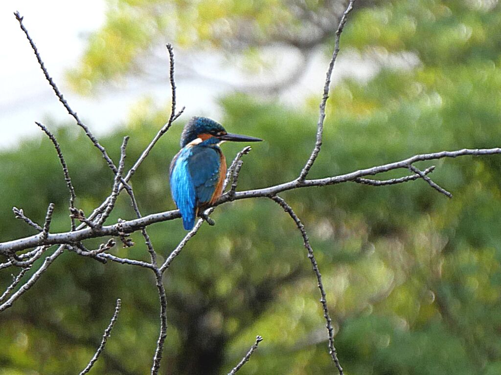 雲形池のカワセミ