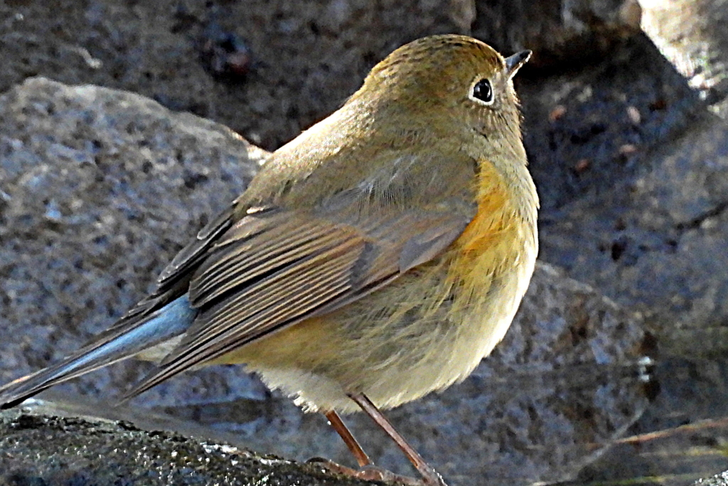 小鳥の森のルリビタキ♀タイプ 