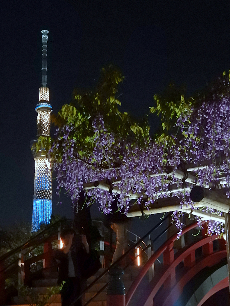 スカイツリーと藤棚の夜景