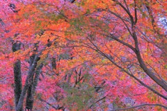 桜ヶ丘公園の紅葉