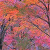 桜ヶ丘公園の紅葉