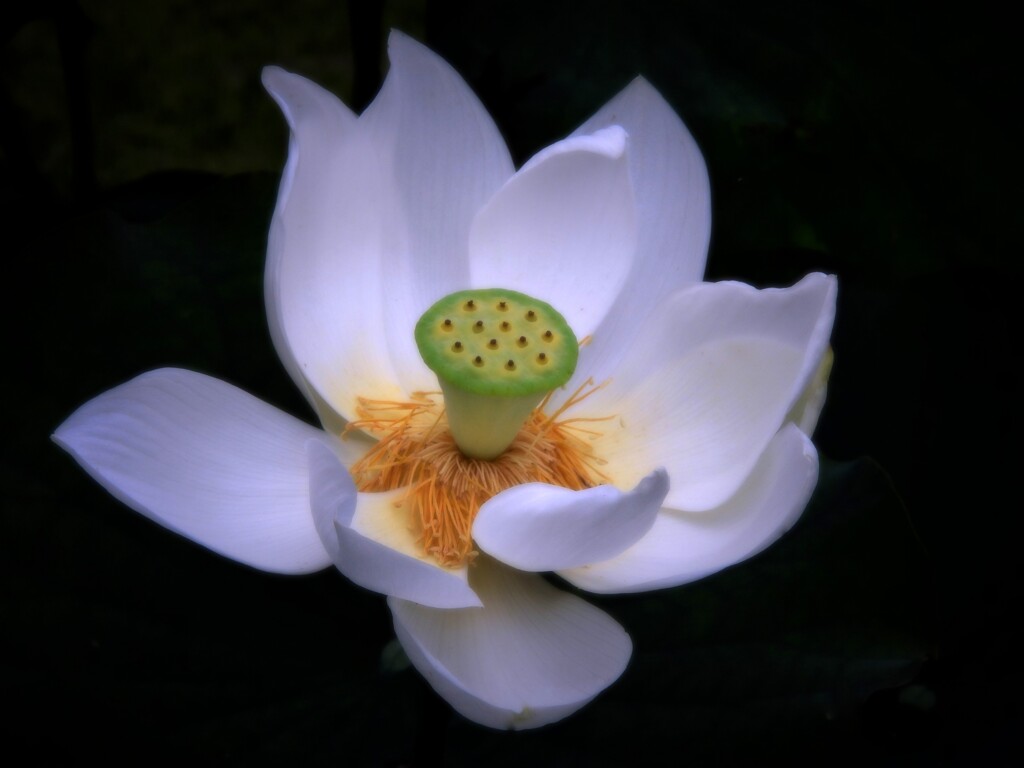 神代植物園の蓮　百光蓮