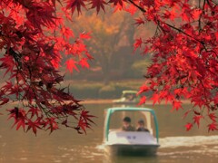 水鳥の池を望む