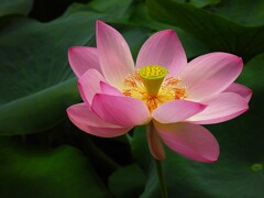 大賀蓮