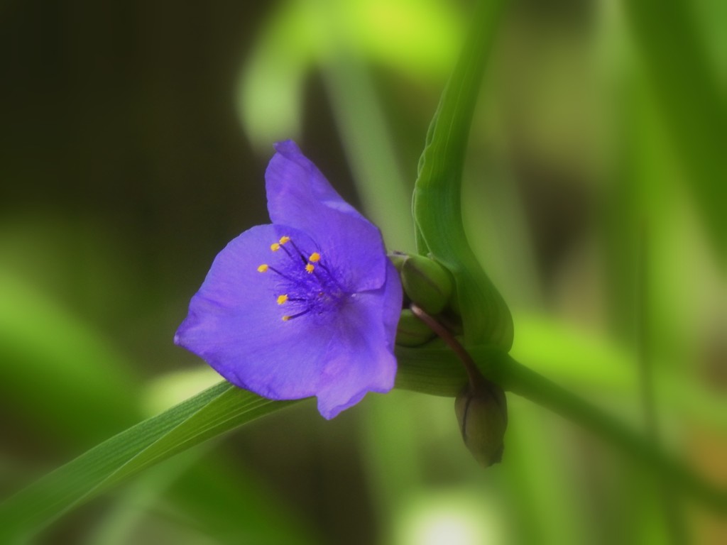 紫露草 By Sam777 Id 写真共有サイト Photohito