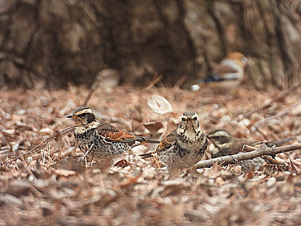 ツグミ3羽