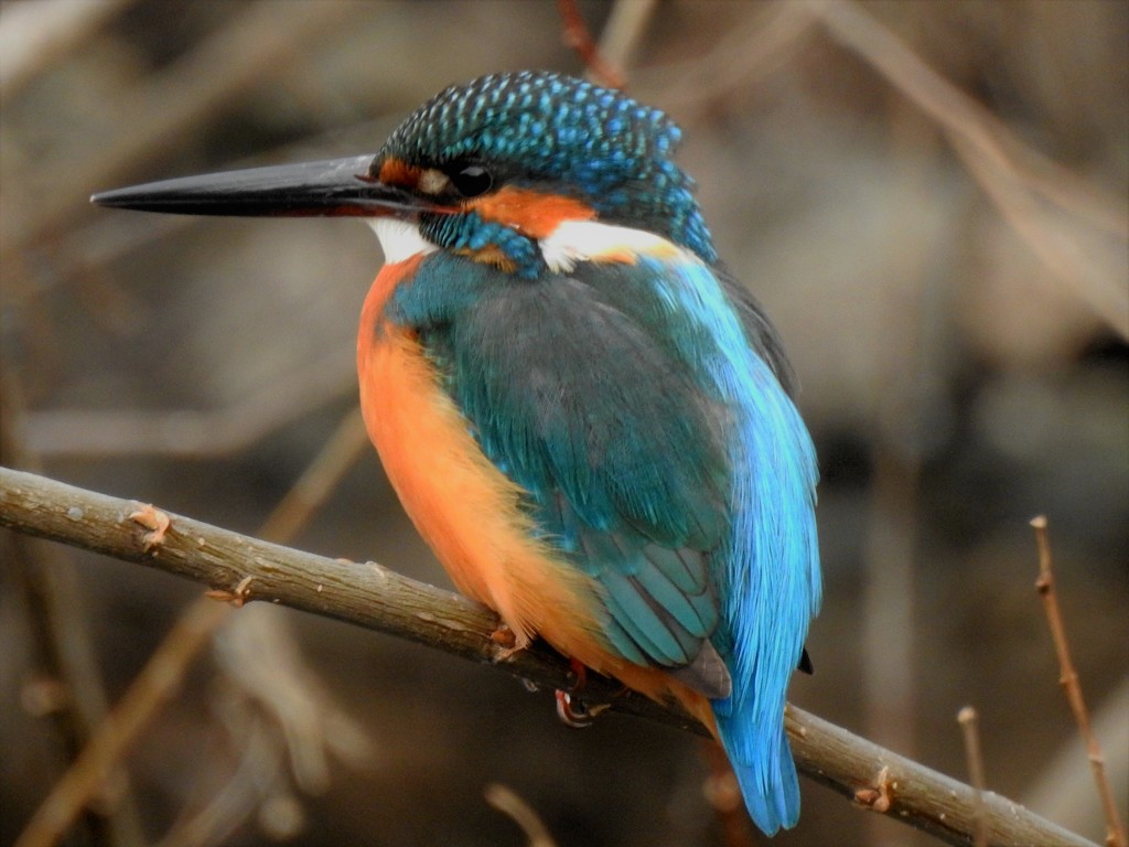 野川の野鳥達