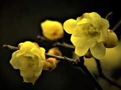 春の香