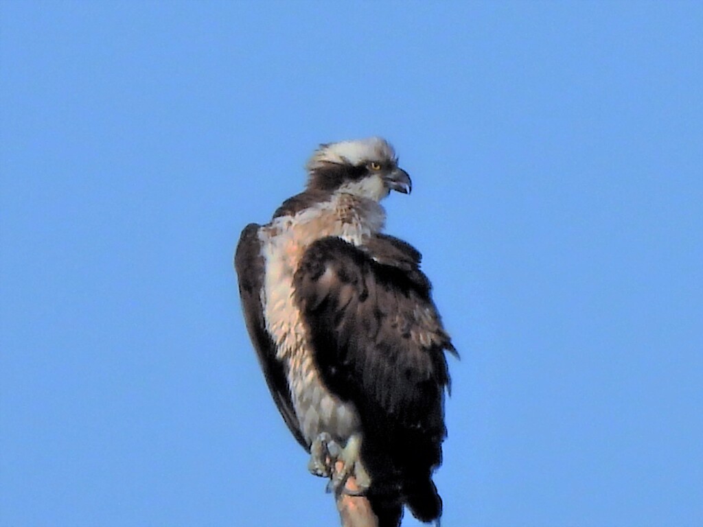 Osprey