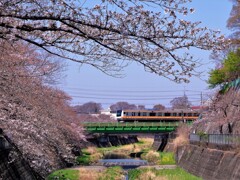 中央線と桜