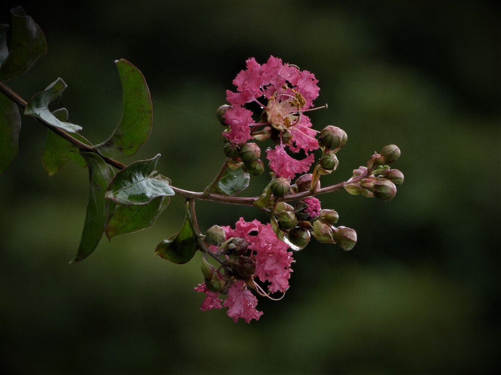 百日紅の花