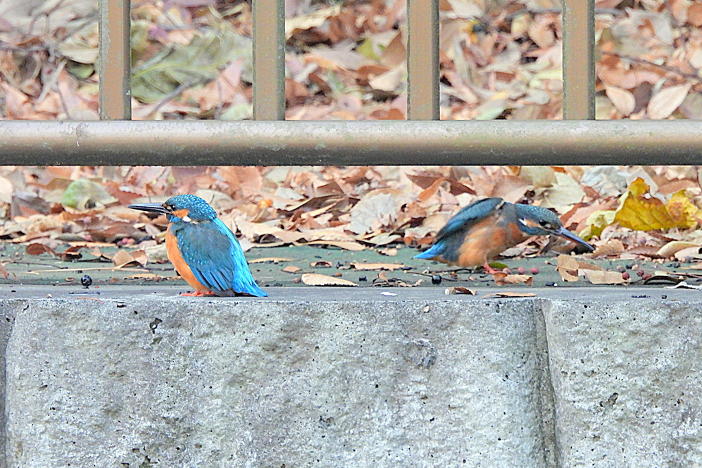 善福寺川対岸のカワセミ2羽