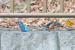 善福寺川対岸のカワセミ2羽