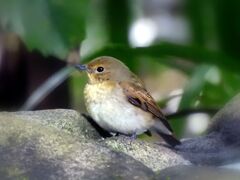 小鳥の森