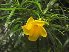 黄花夾竹桃