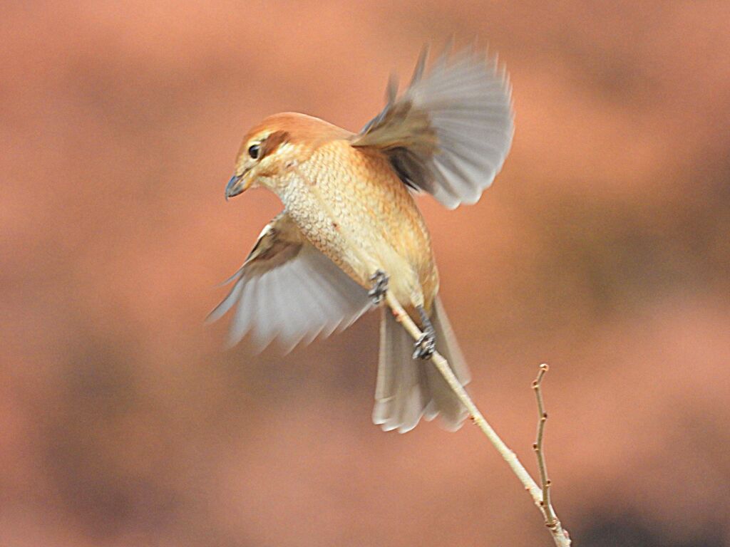 モズ娘の羽ばたき