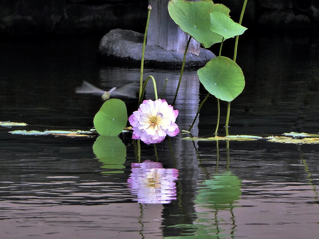 花と蜻蛉