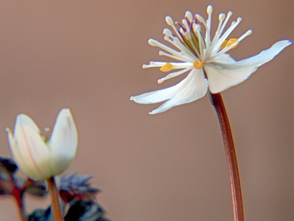 梅花黄連