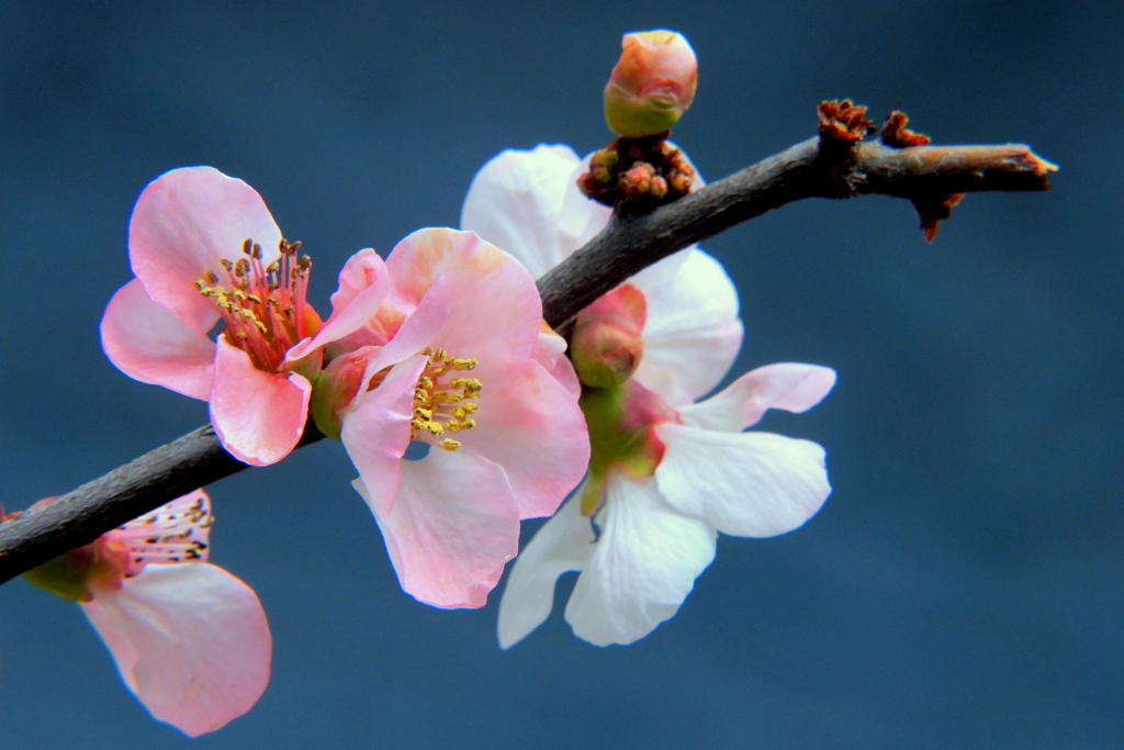 花が先