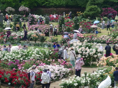 生田バラ園