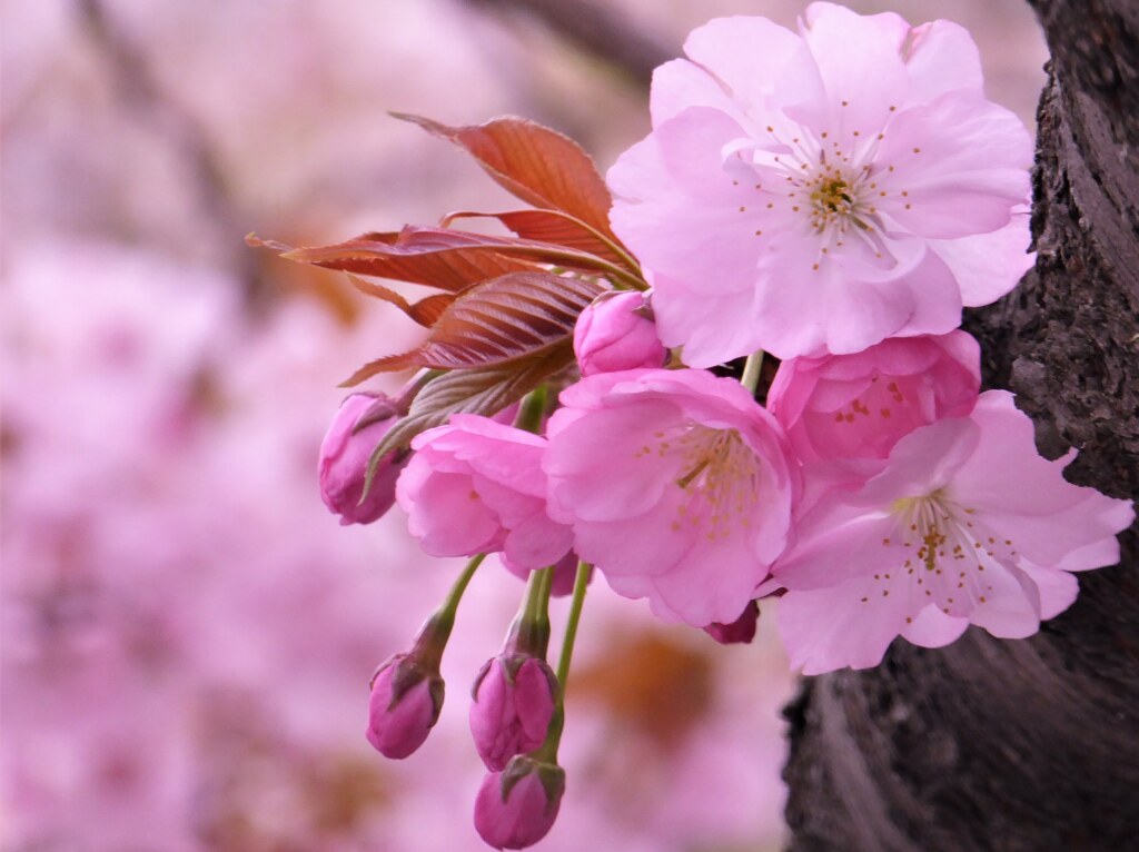 長州緋桜