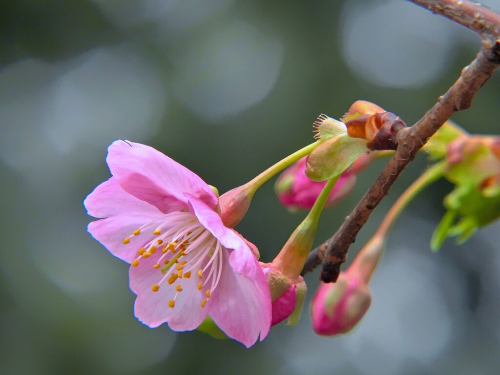 善福寺公園の河津桜