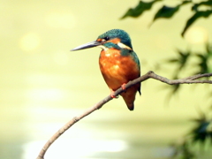 瓢箪池のカワセミ