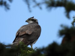 善福寺緑地にて